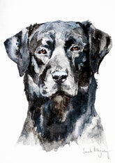 Animals Dog - Black Labrador Unframed